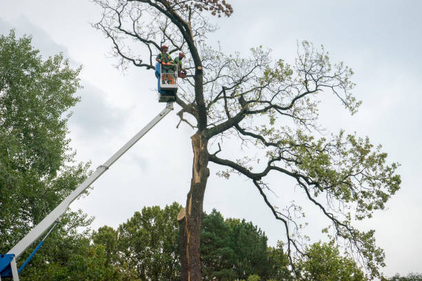 Best Hazardous Tree Removal  in Thayer, MO