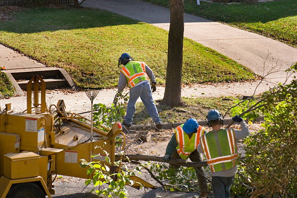 How Our Tree Care Process Works  in  Thayer, MO